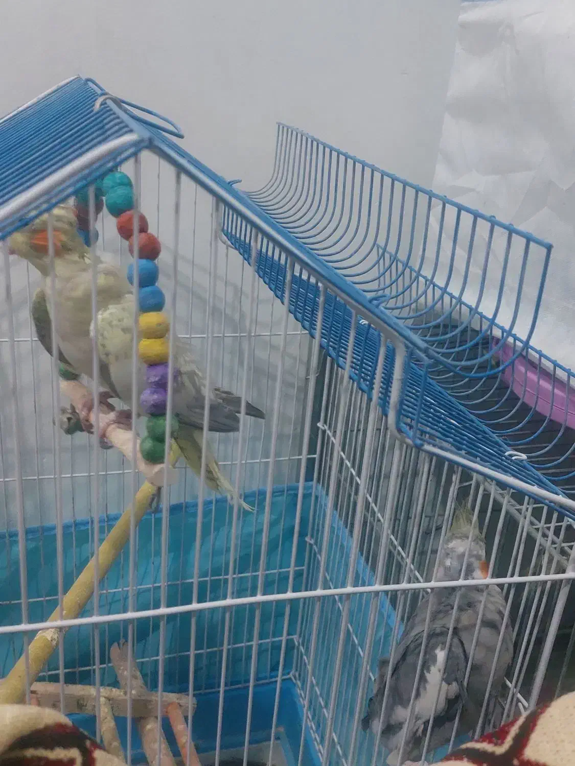 پرنده زینتی|پرنده|نجف‌آباد, گلدشت|دیوار