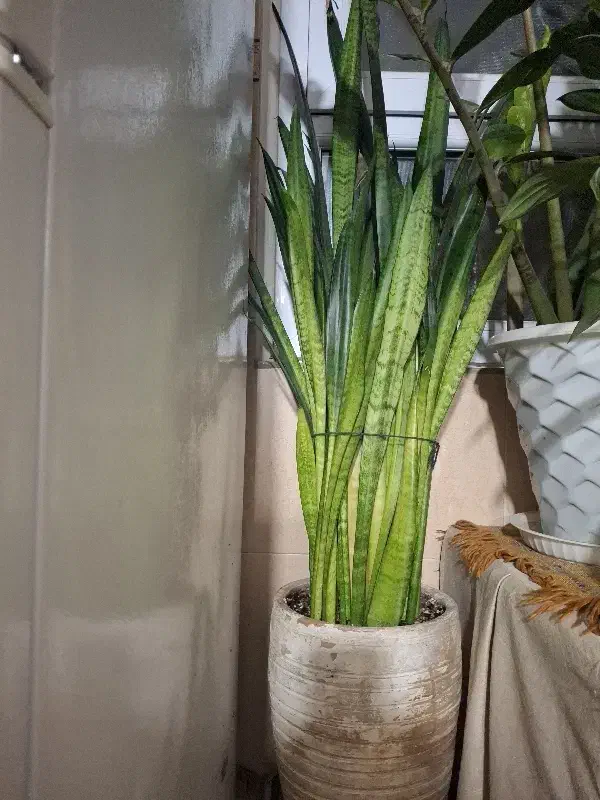 گل طبیعی|گل و گیاه طبیعی|کرج, حصارک بالا|دیوار