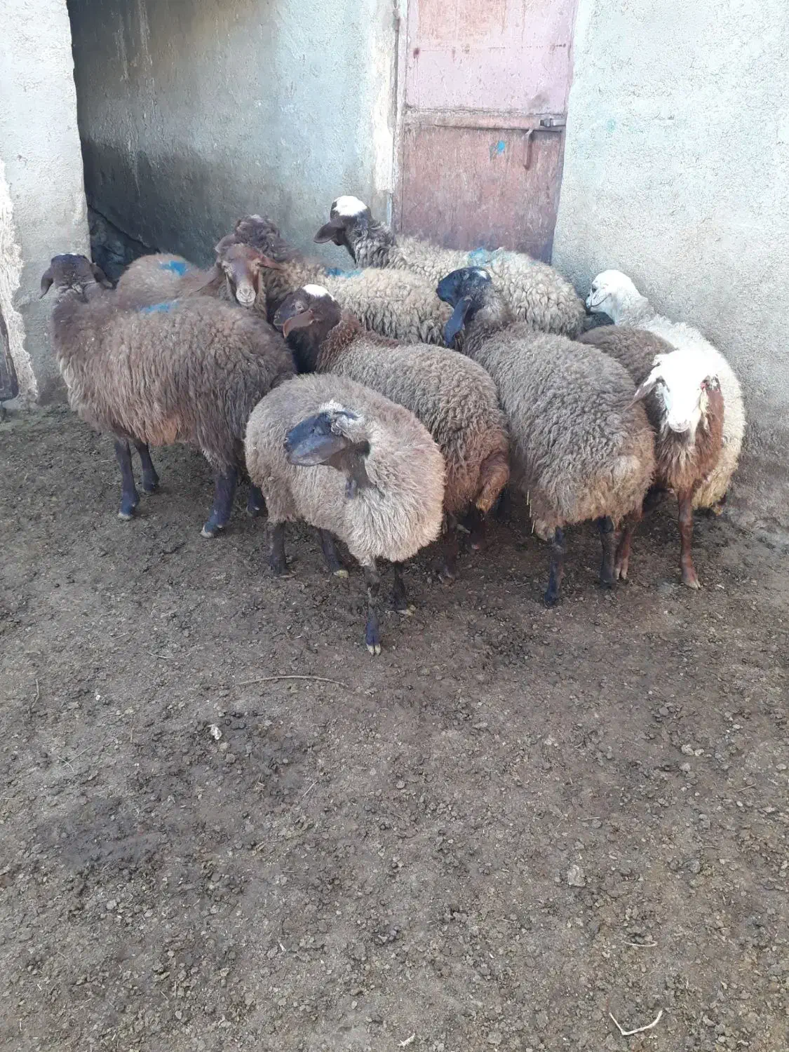 ۹ عدد بره ۵ تا ماده ۴ تا نر|حیوانات مزرعه|گل تپه, |دیوار