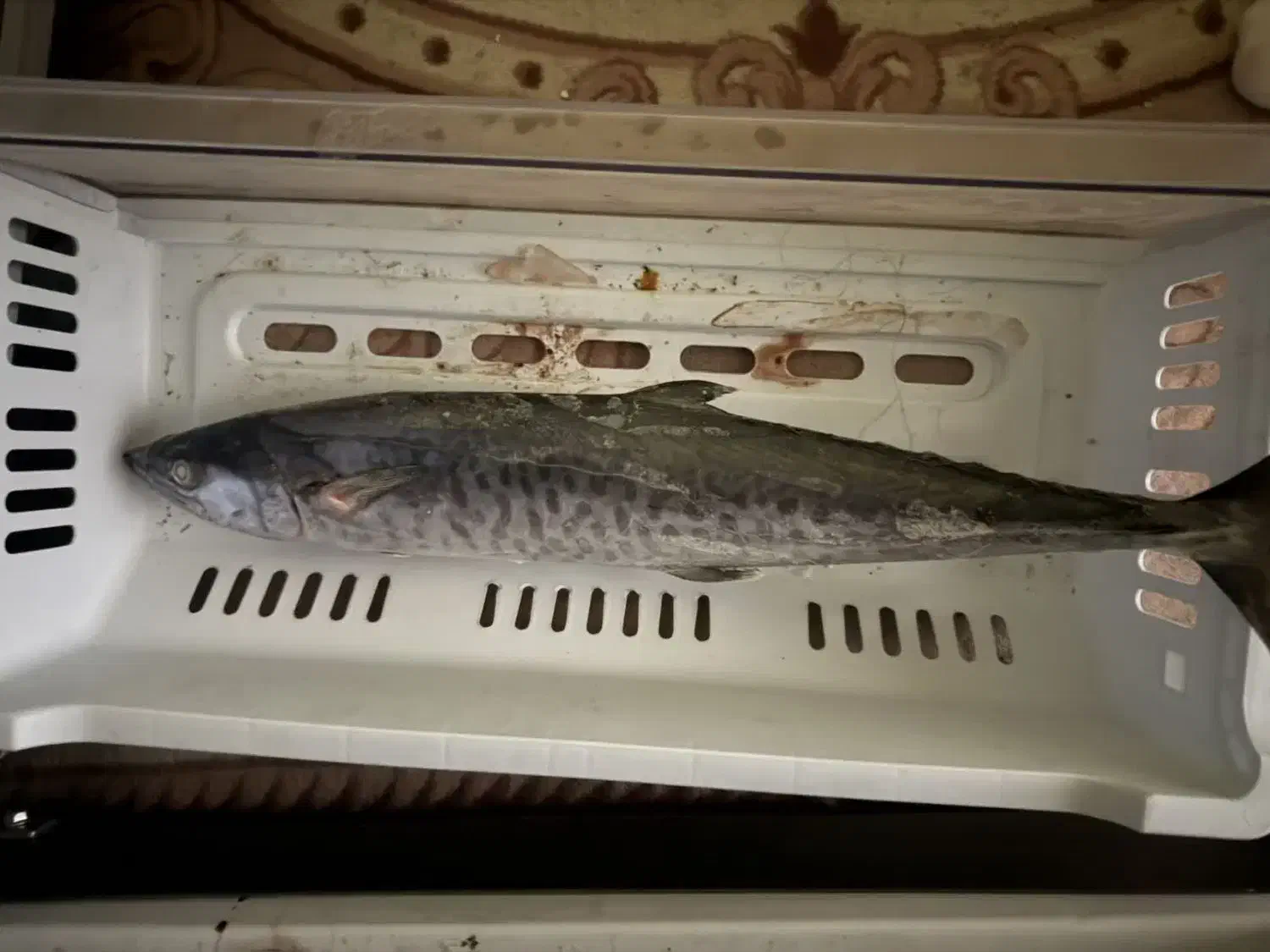 ماهی|ماهی|بندر کنگان, |دیوار