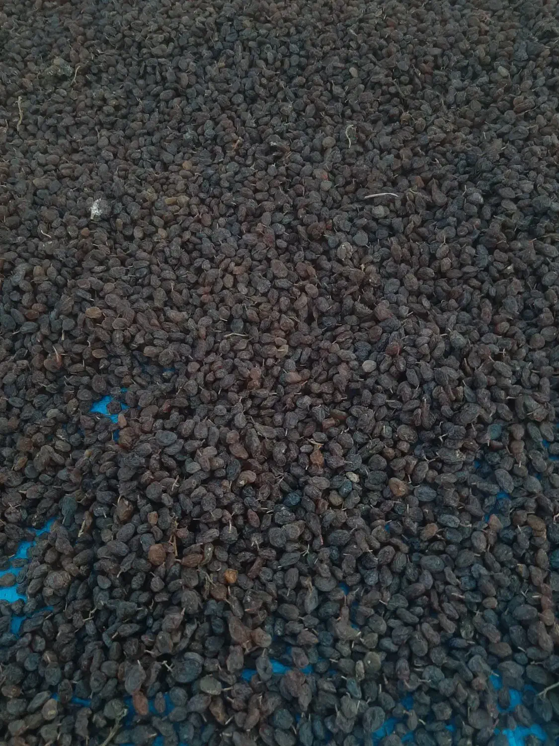 فروش کشمش|خوردنی و آشامیدنی|تاکستان, |دیوار