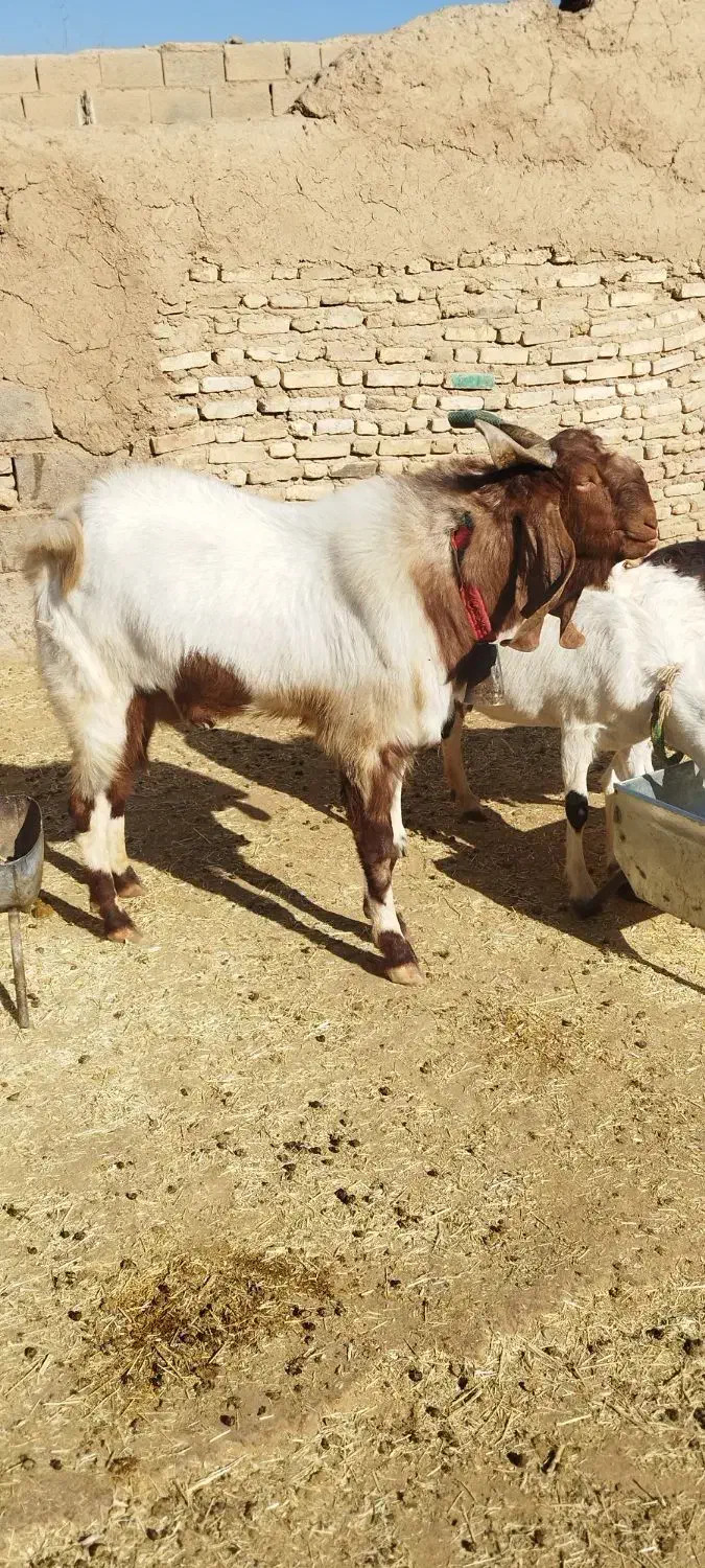 دوبور پاکستانی|حیوانات مزرعه|شهرضا, |دیوار