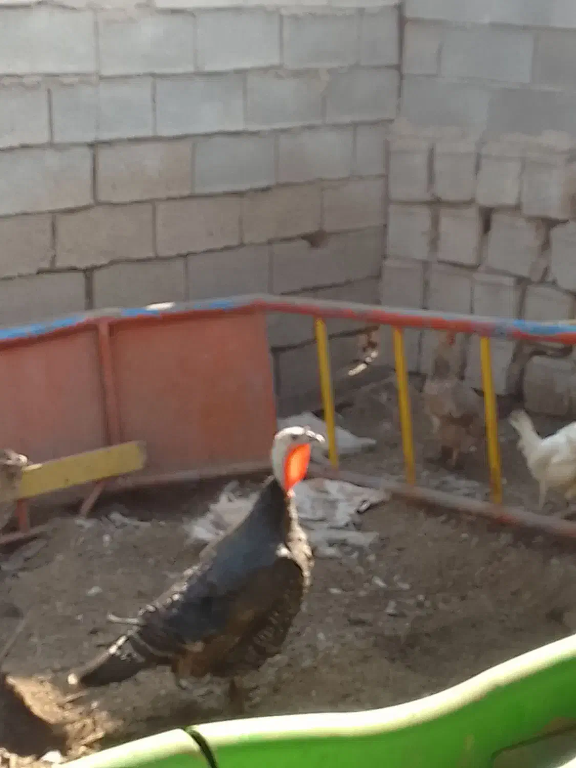 بوقلمون ماده شرط تخم|حیوانات مزرعه|رامشیر, |دیوار