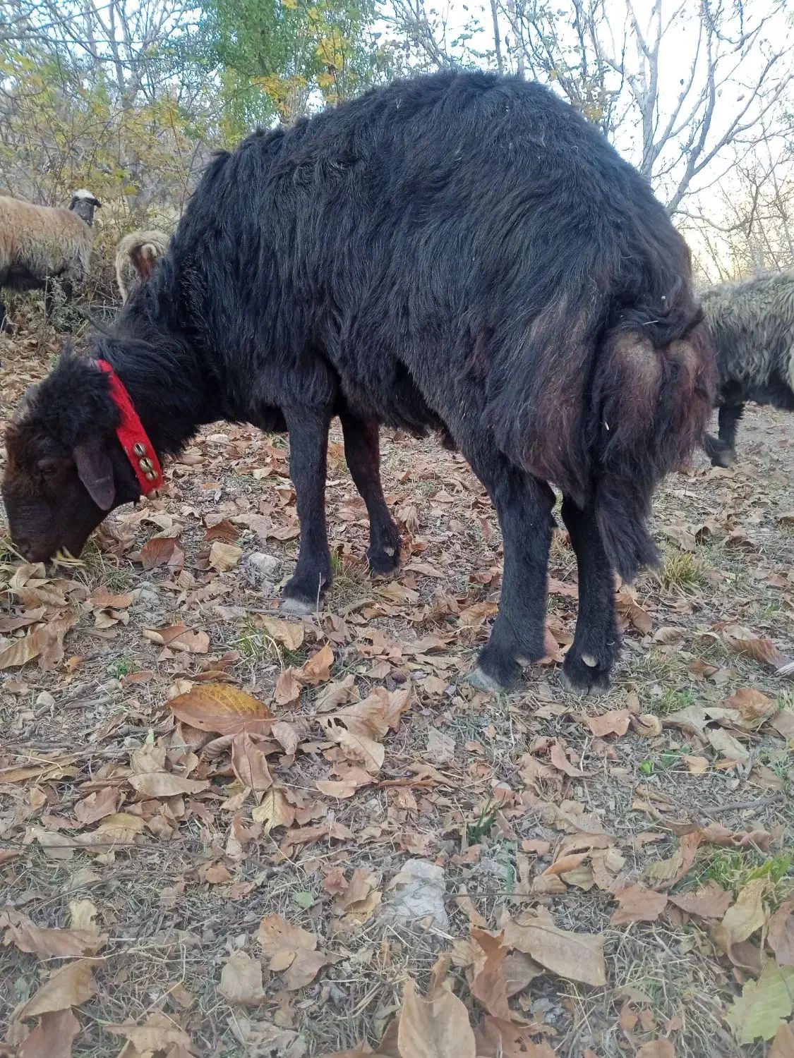 قوچ غزل افشار|حیوانات مزرعه|بوئین و میاندشت, |دیوار