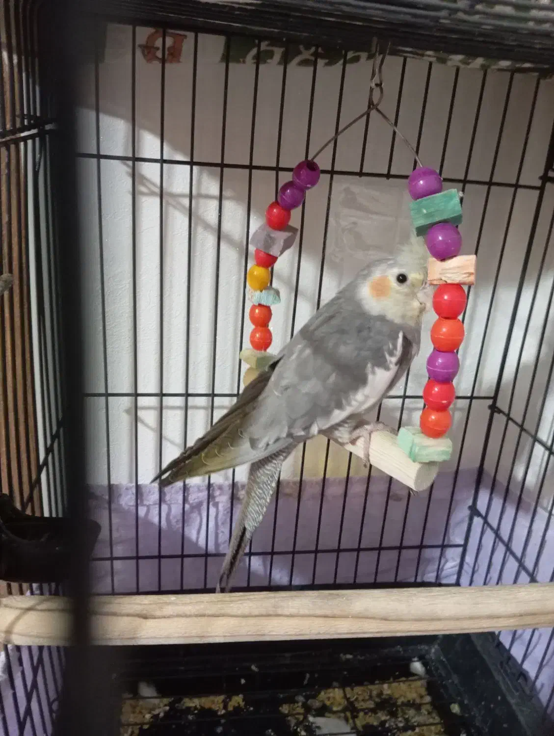 عروس دستی ونر وحشی|پرنده|قدس, شهرقدس|دیوار