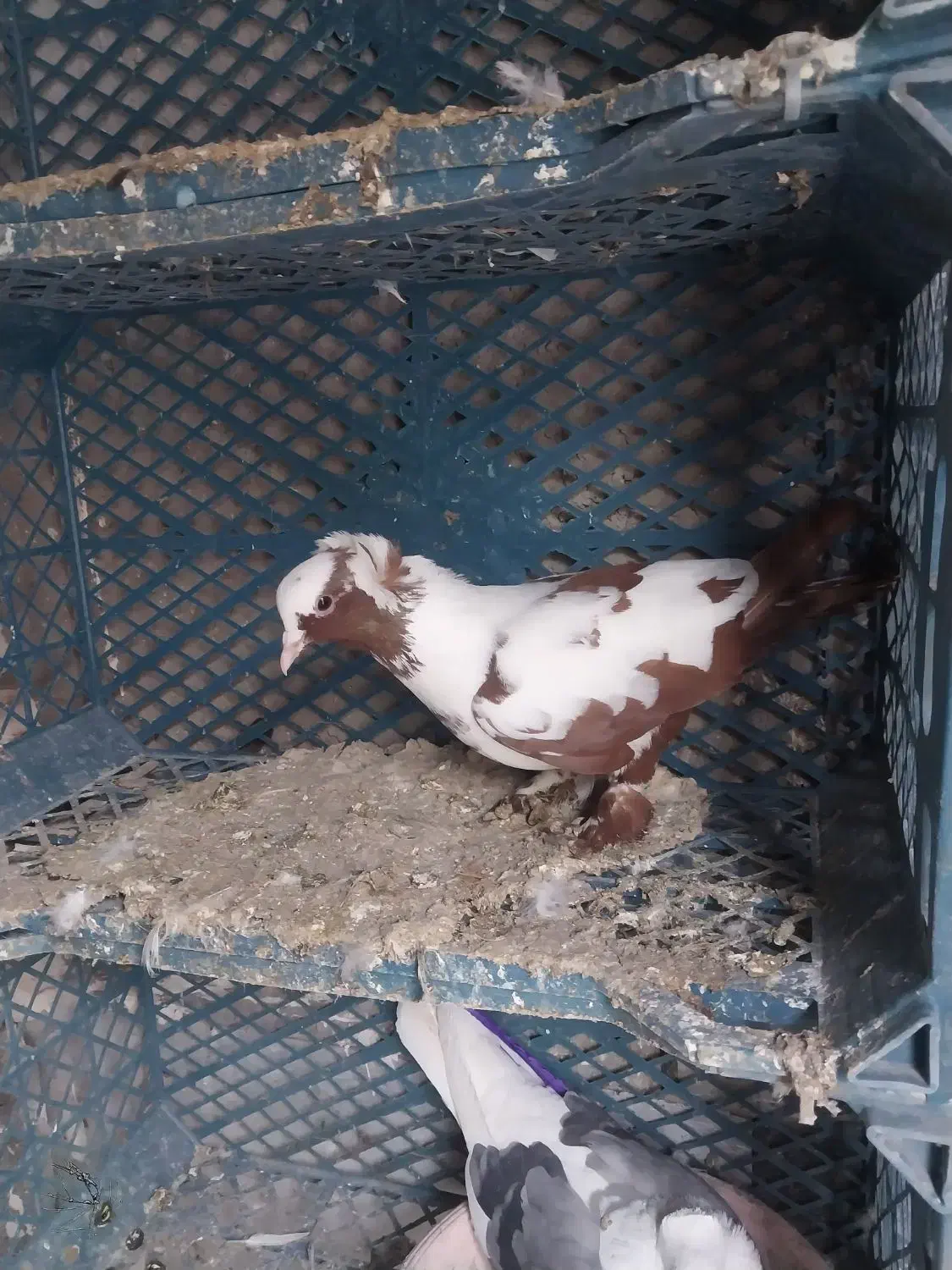 کفتر ککیلی|پرنده|اردبیل, |دیوار