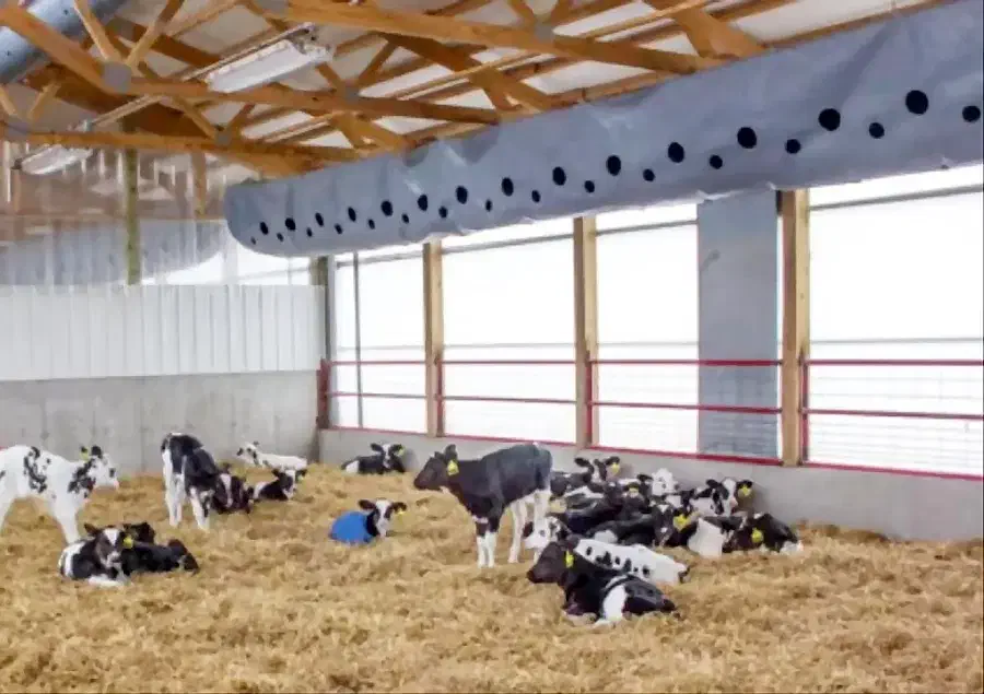 فروش گوساله شیری و قطع شیر درجه یک یک|حیوانات مزرعه|تهران, شهرآرا|دیوار