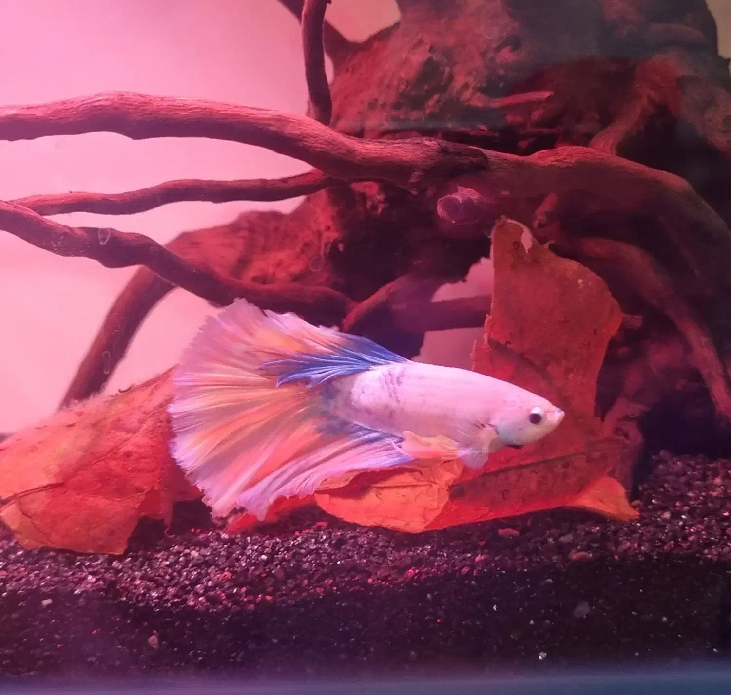 فایتر|ماهی|حمیدیا, |دیوار