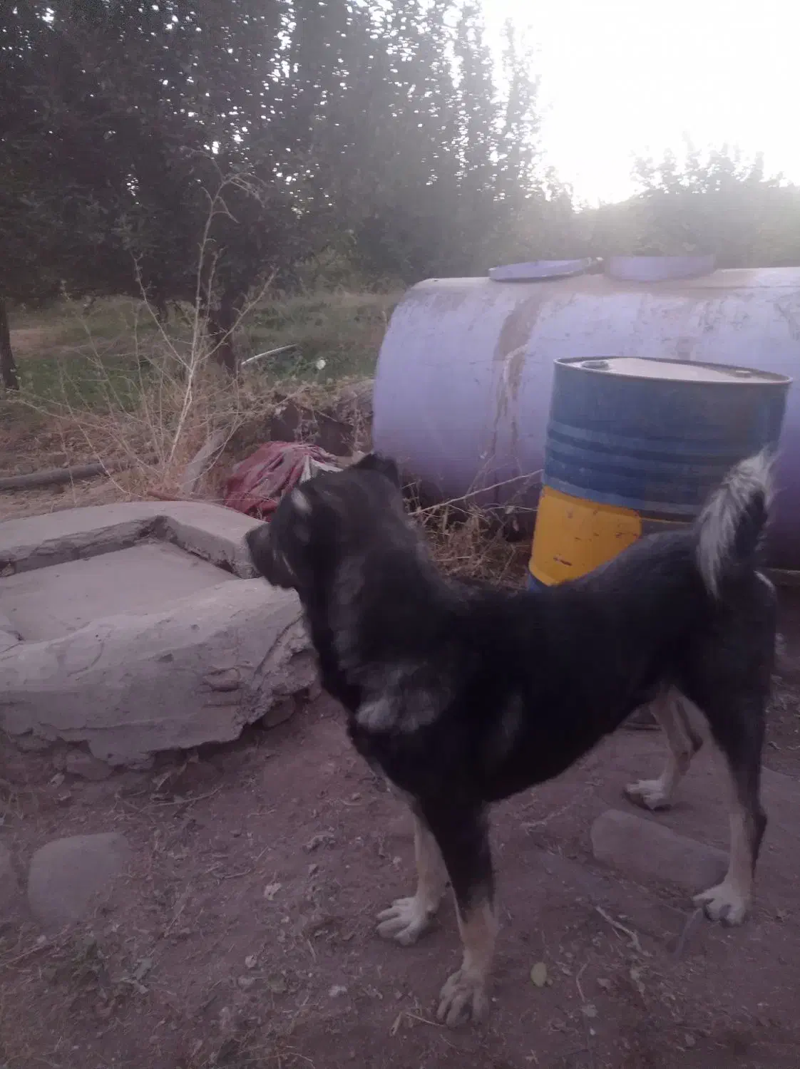 سگ عراقی|سگ|مراغه, |دیوار