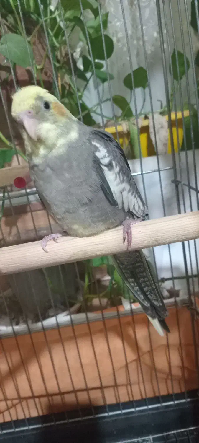 طوطی عروس جوجه|پرنده|قزوین, |دیوار