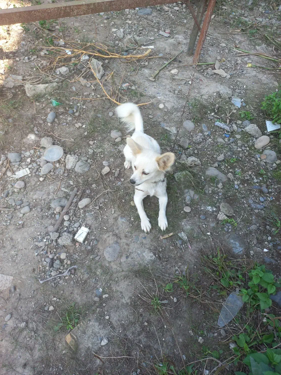 یه دختر شاد و زیبا و شیطون وفوق العاده تودلبرو|سگ|آستانه اشرفیه, |دیوار