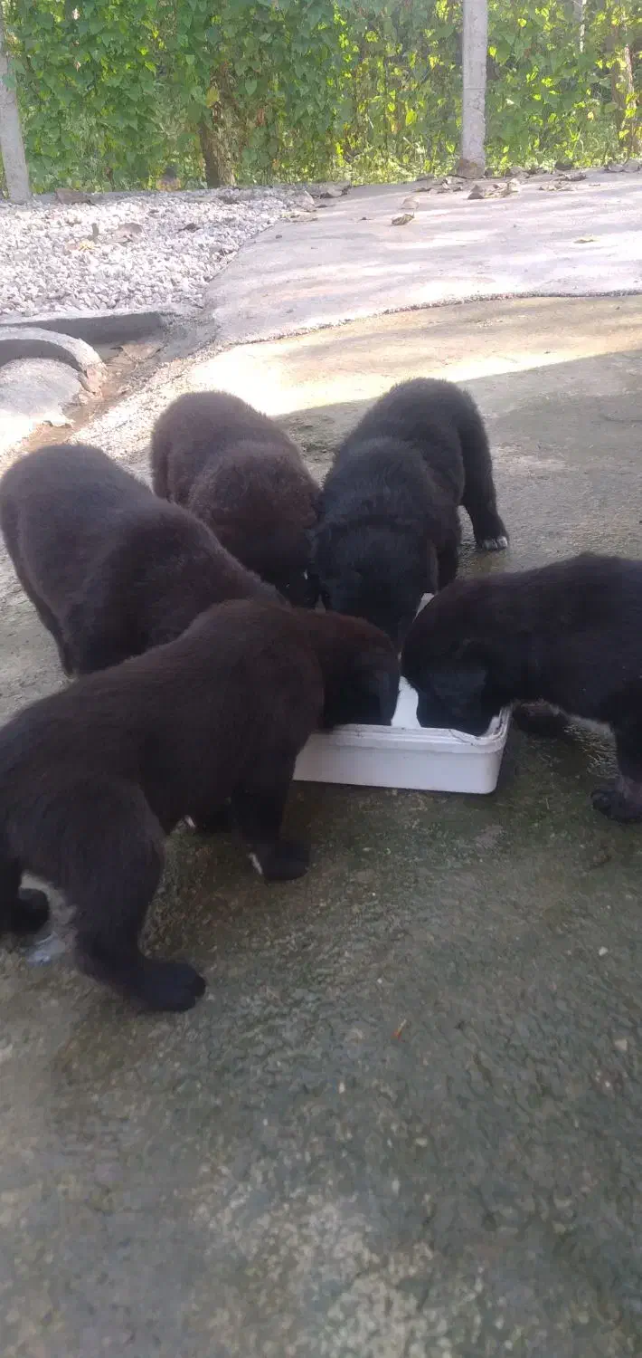 واگزاری رایگان سگ ژرمن|سگ|سنگر, |دیوار