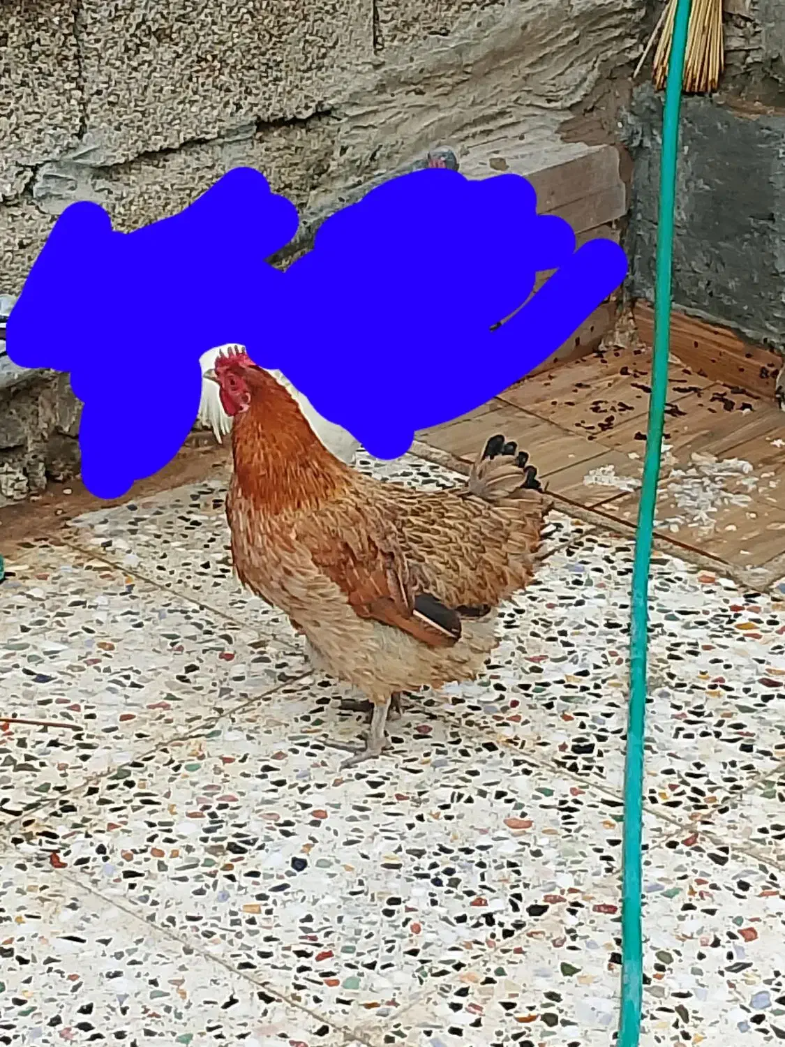 شهر شاوور هستم|حیوانات مزرعه|کرخه, |دیوار