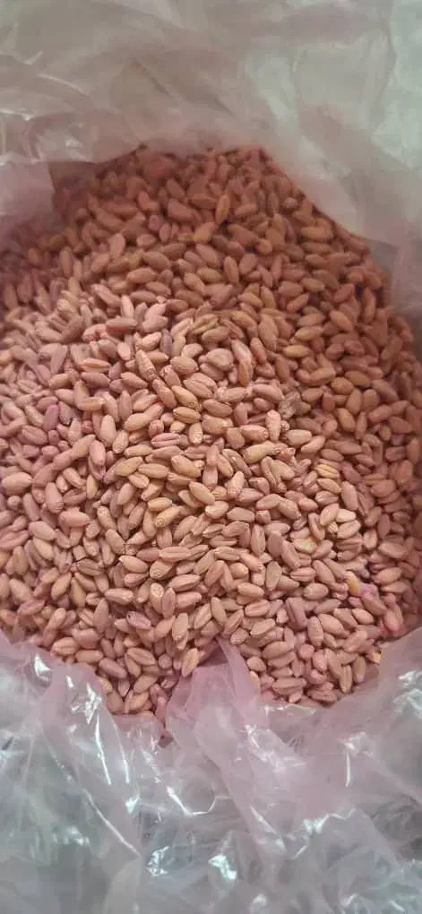 گندم کوه دشت عالی بوجاری شده|خدمات باغبانی و درختکاری|گنبد کاووس, |دیوار