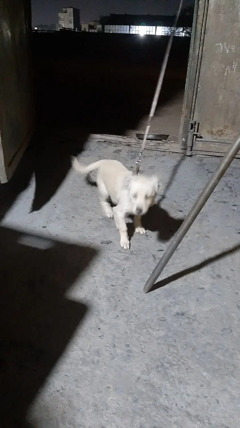 سگ اشپیتز|سگ|پاکدشت, خاتون آباد|دیوار