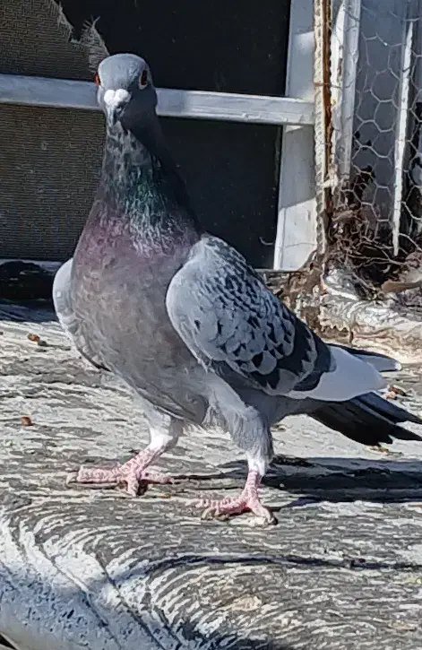 کبوتر|پرنده|شیراز, گویم|دیوار