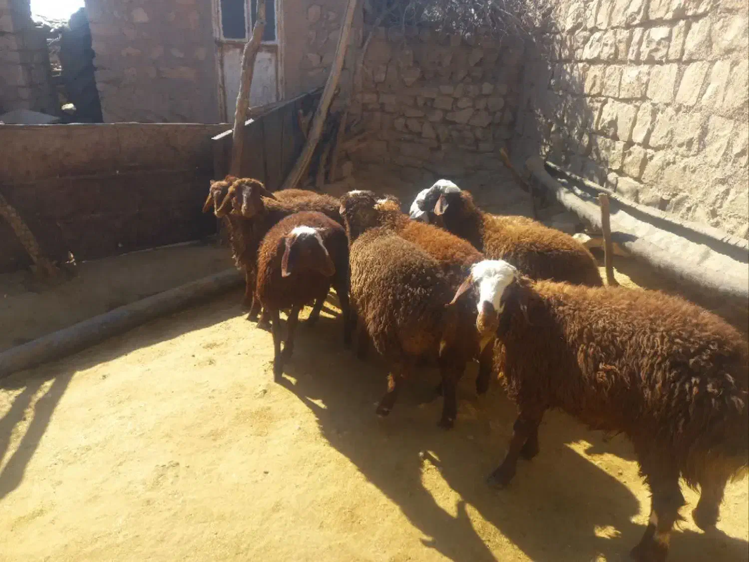 فروش ۱۰ عدد بره نر|حیوانات مزرعه|کوهدشت, |دیوار