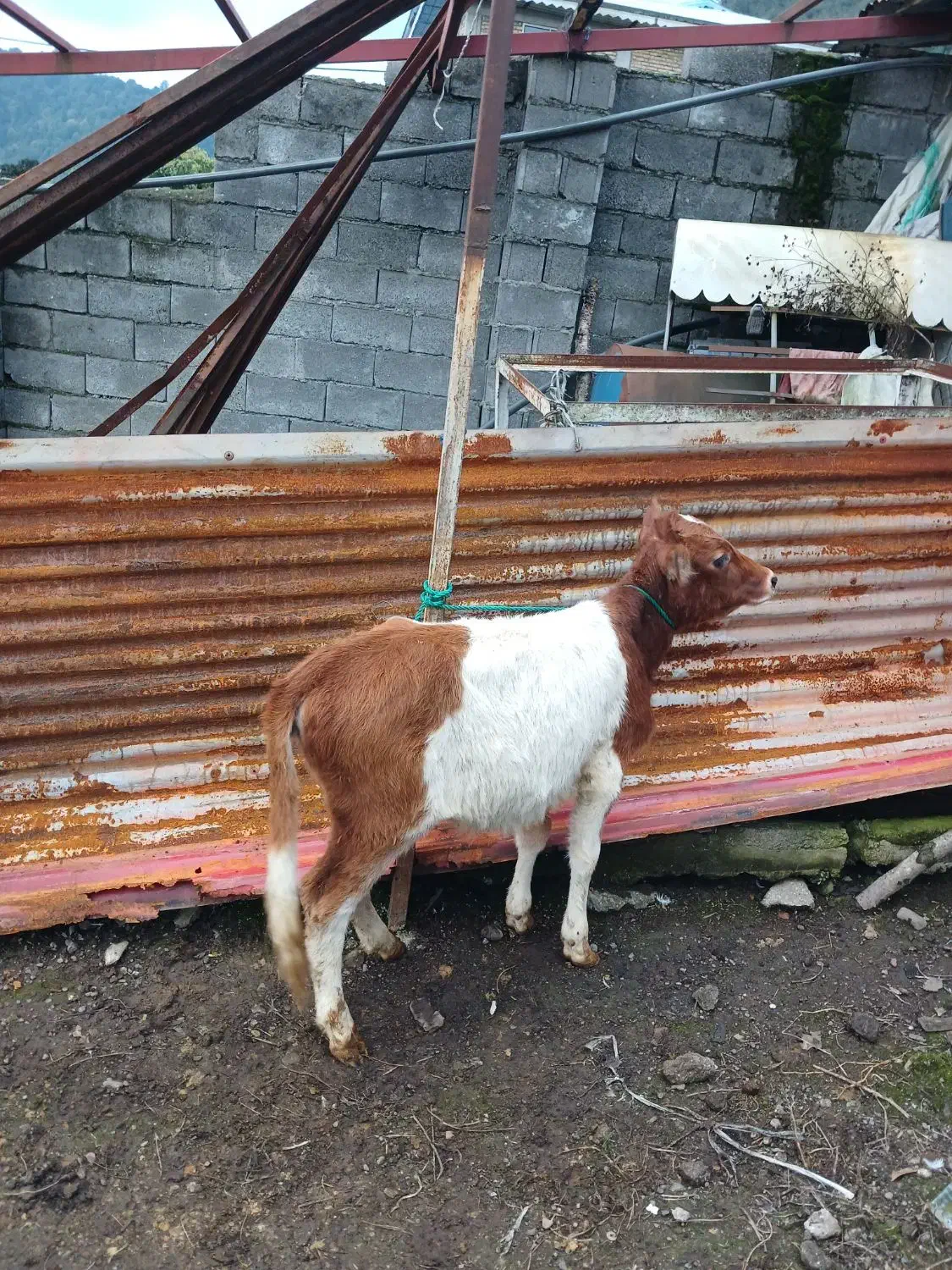 فروشدوراس گوساله سرابی اصل|حیوانات مزرعه|حویق, |دیوار