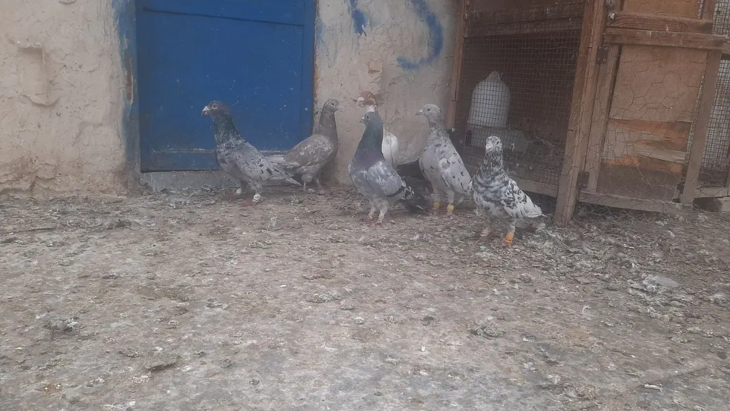 کبوتر کوهی دورگ|پرنده|باوی, |دیوار