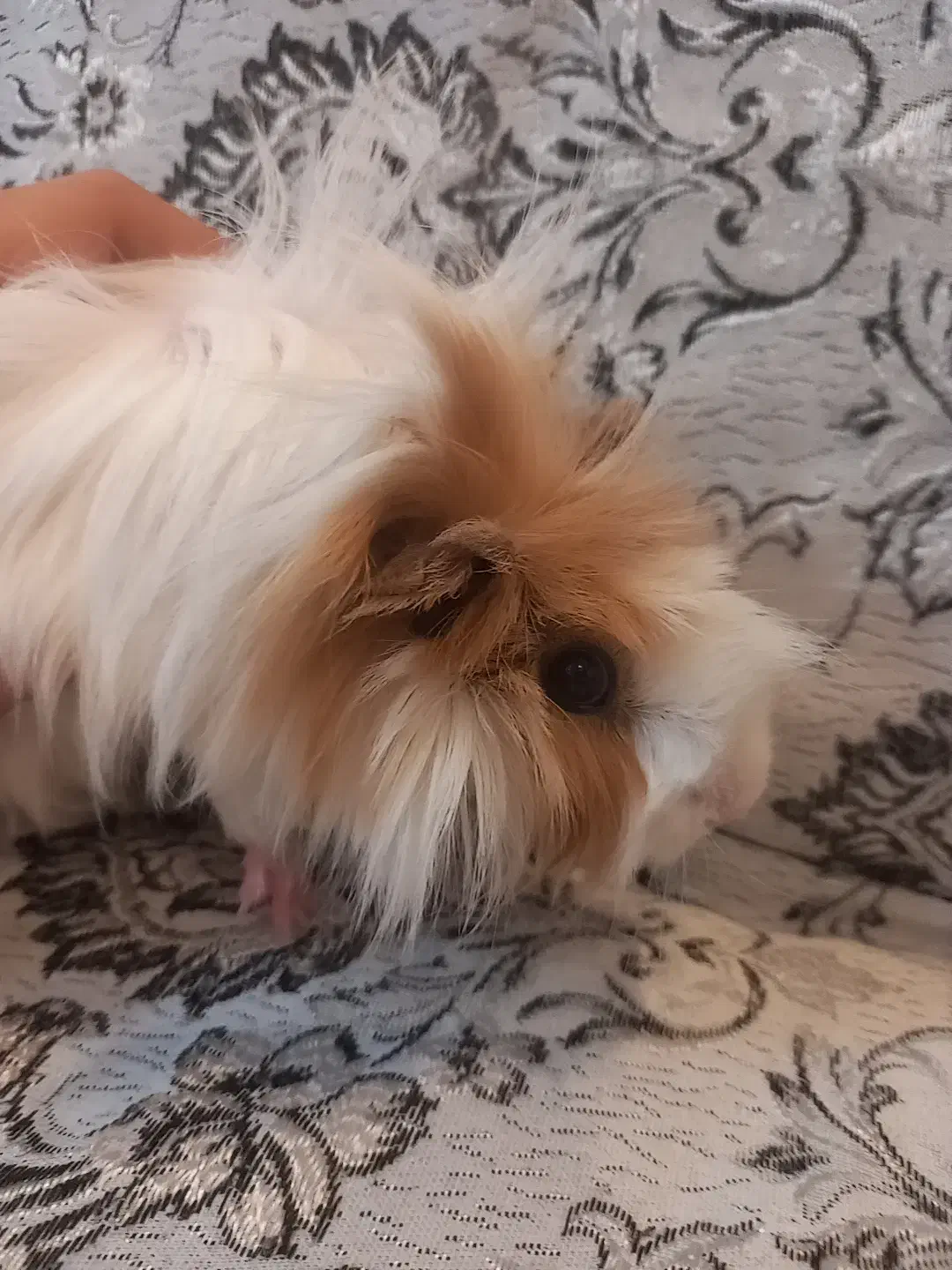 خوکچه هندی|موش و خرگوش|کلاله, |دیوار