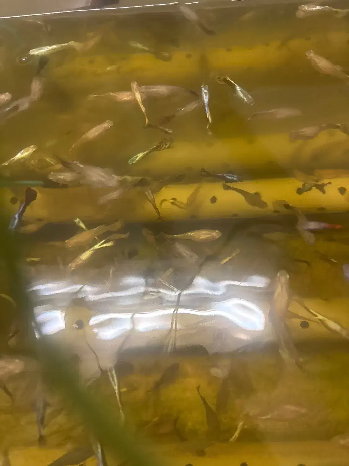 فروش عمده ماهی زینتی گوپی مولد سیستم اکواپونبک|ماهی|اصفهان, مارچین|دیوار