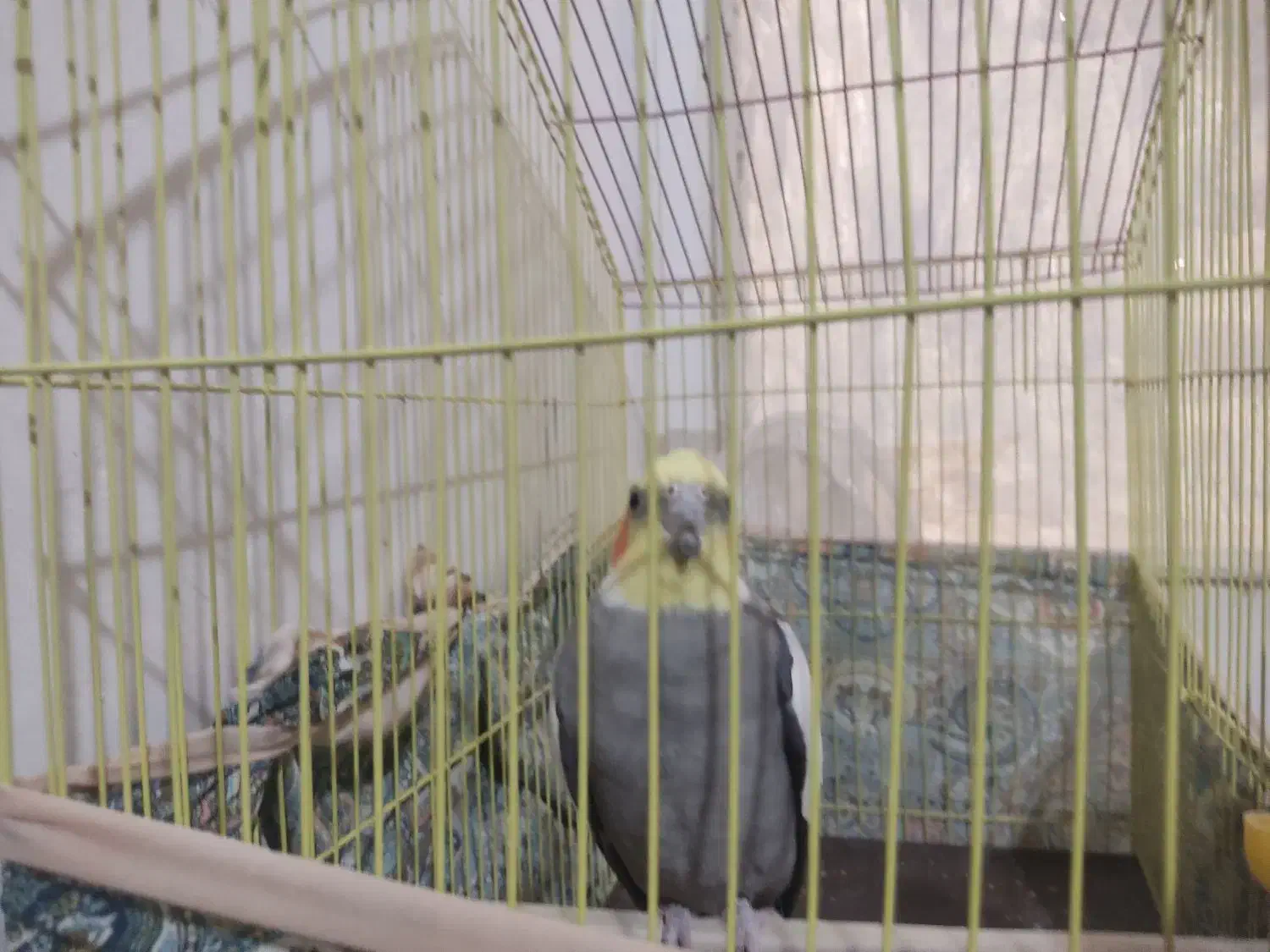 عروس هلندی|پرنده|آبدانان, |دیوار