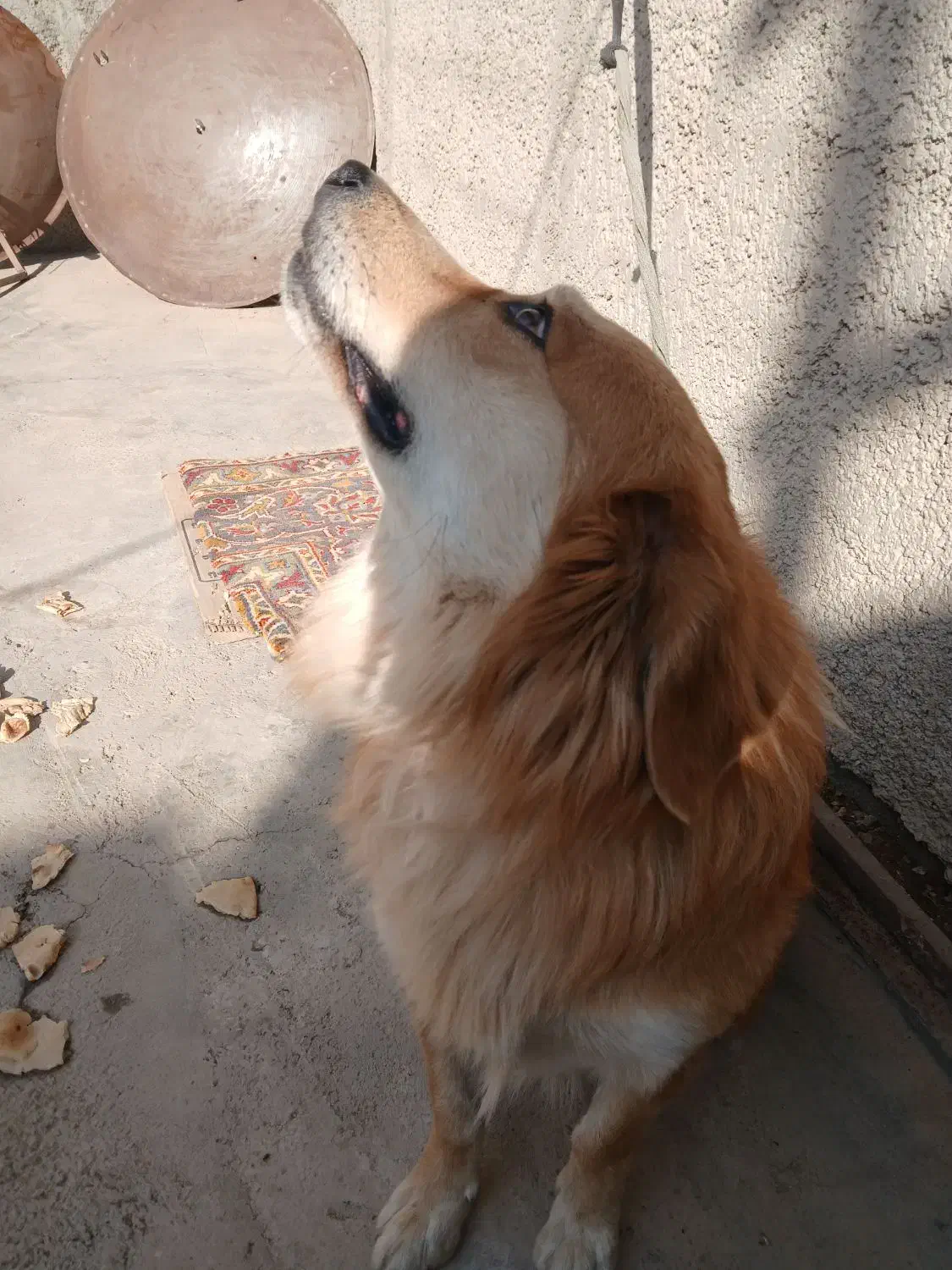 اشپیتز|سگ|ری, علایین|دیوار