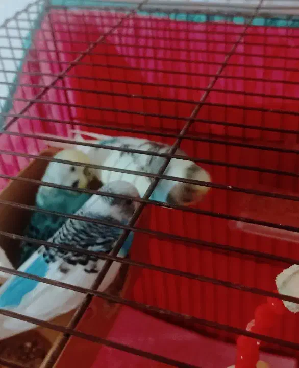 پرنده و قفس|پرنده|رشت, آب و برق|دیوار