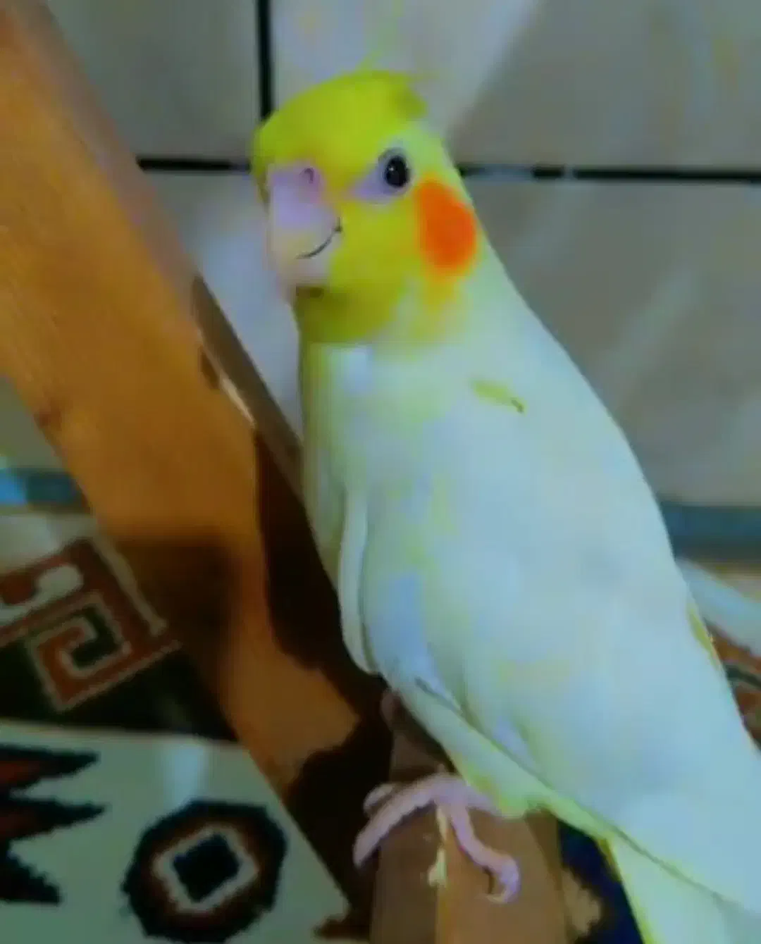 گمشده|حیوانات|رامهرمز, |دیوار