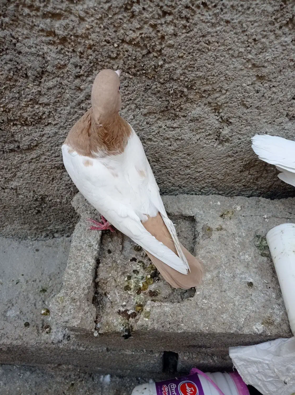 کبوتر سینیه|پرنده|دهدشت, |دیوار