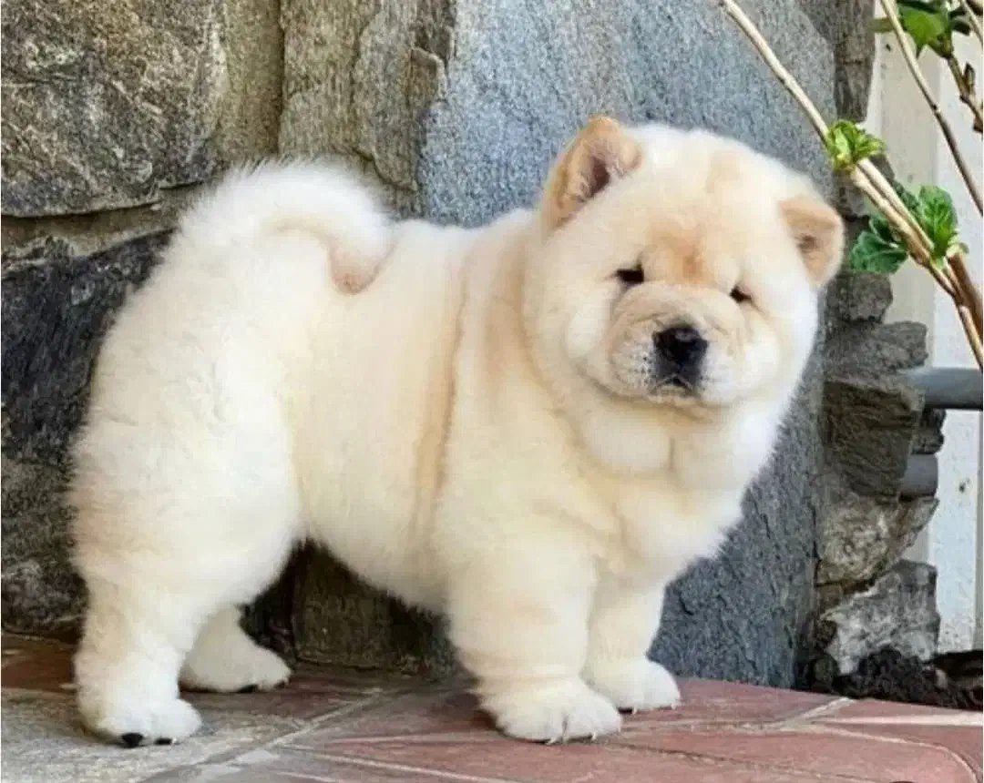 فروش فوری چاوچاو ماده 3 ماهه|سگ|رشت, سعدی (تختی)|دیوار