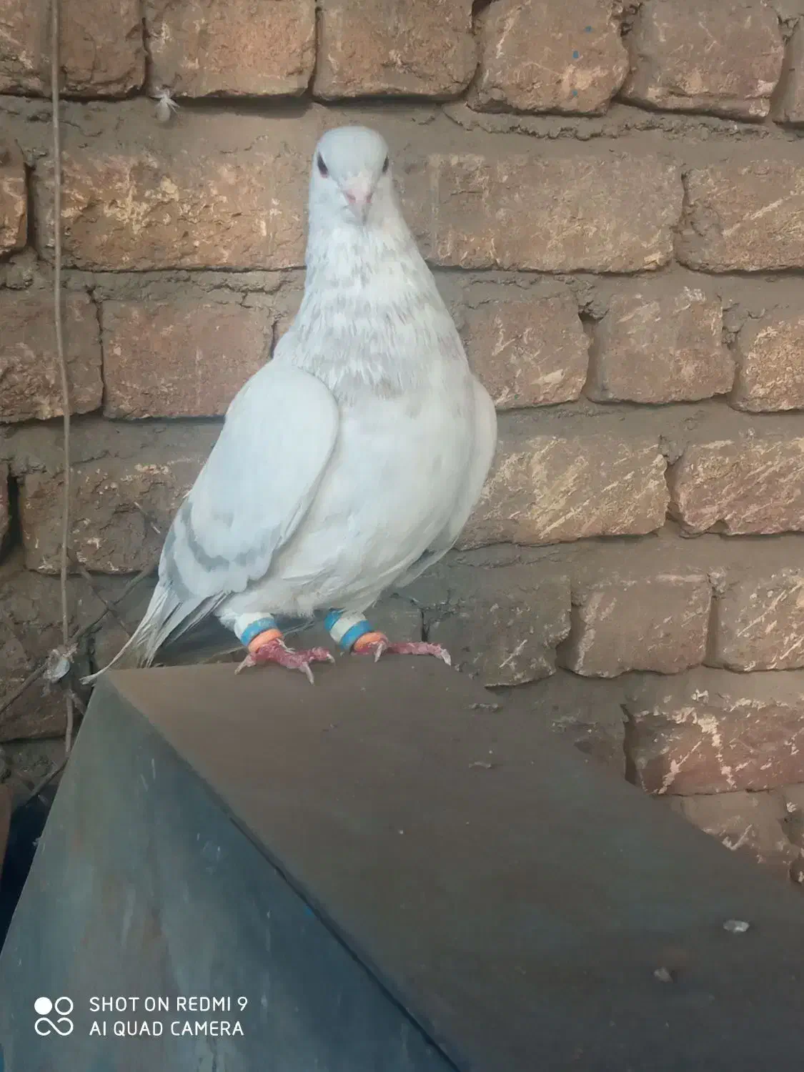 ساده افشون سوسکی بزک|پرنده|مشهد, ثامن|دیوار