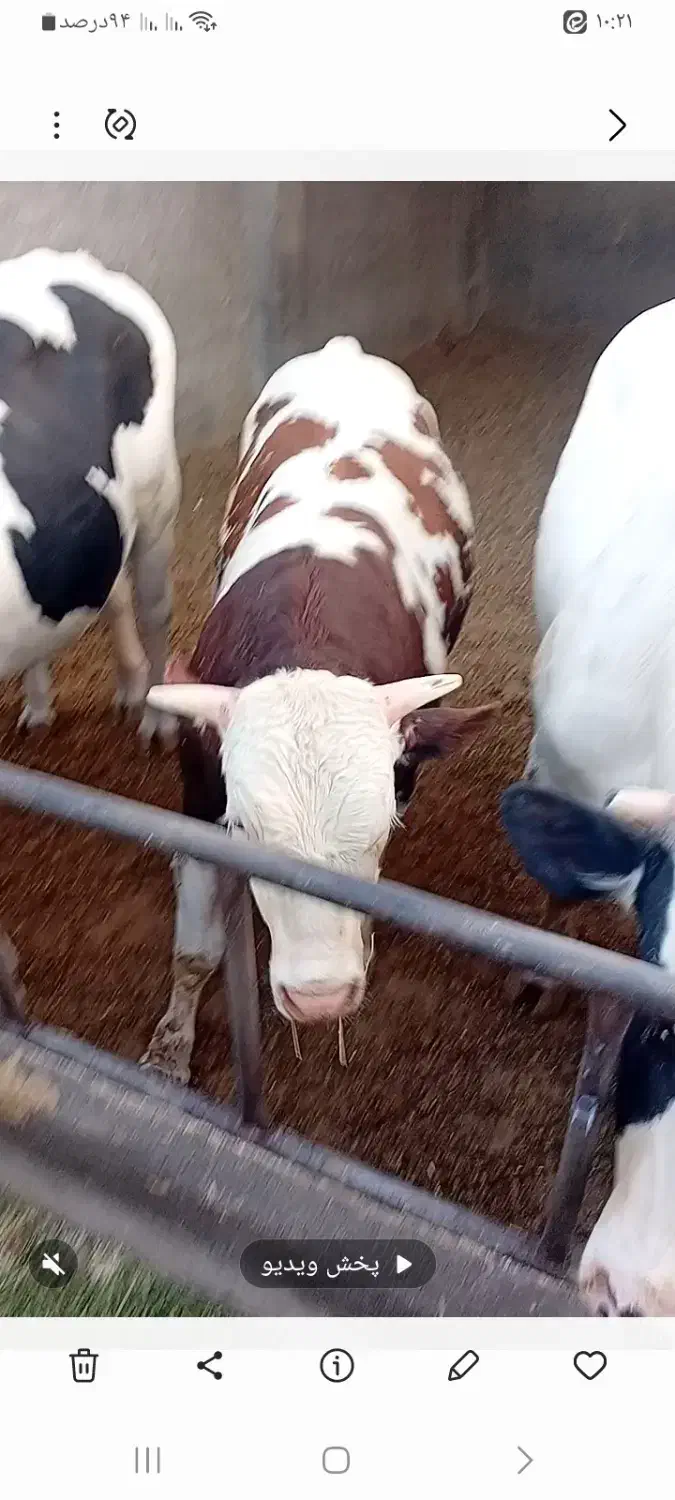 گوساله پروار قرمز 40 کیلو سرک|حیوانات مزرعه|قم, صفاشهر|دیوار