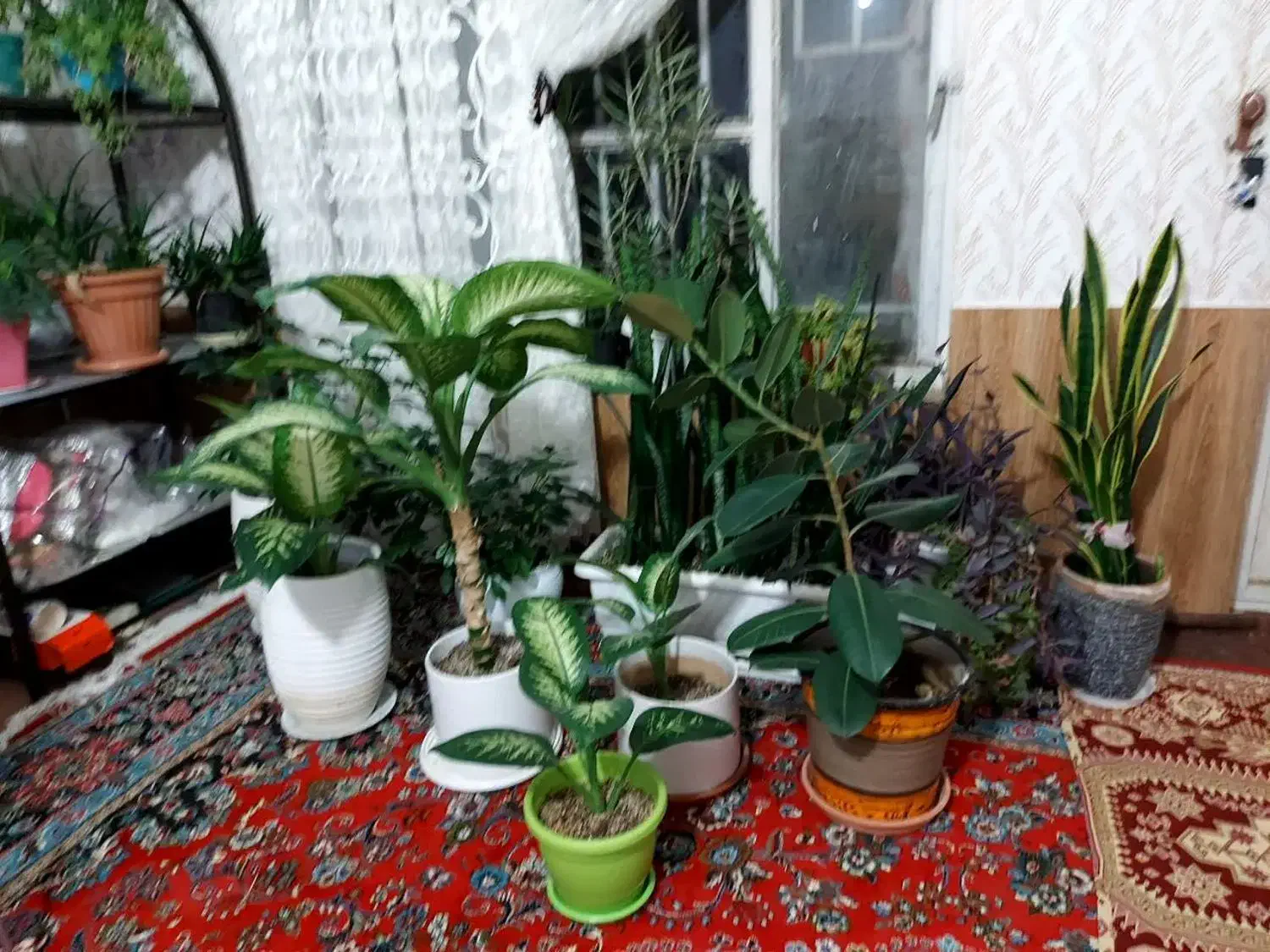 هراج گل ها|گل و گیاه طبیعی|چناران, |دیوار