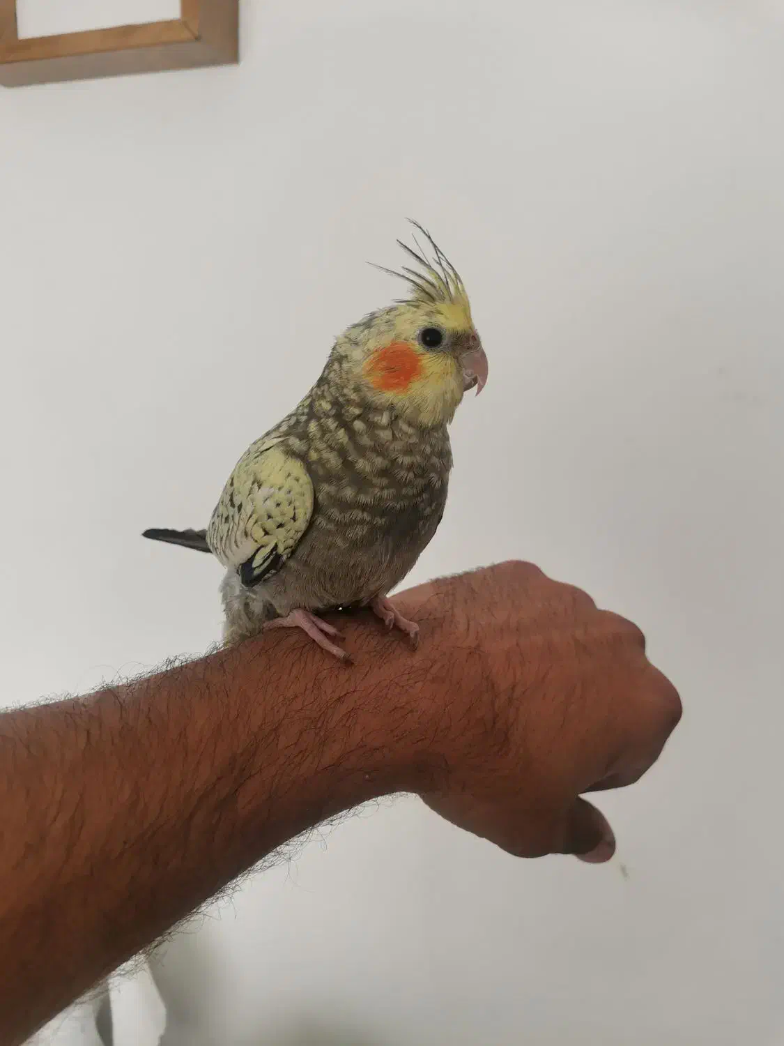 عروس هلندی جوان نر طاووسی فوق دستی|پرنده|تربتحیدریه, کاشانی|دیوار