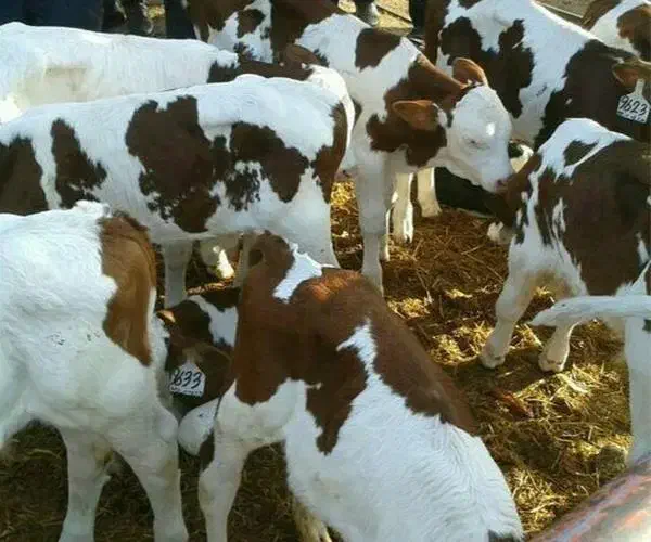 سیمینتال اصیل وارداتی مخصوص پرواری|حیوانات مزرعه|انبارآلوم, |دیوار