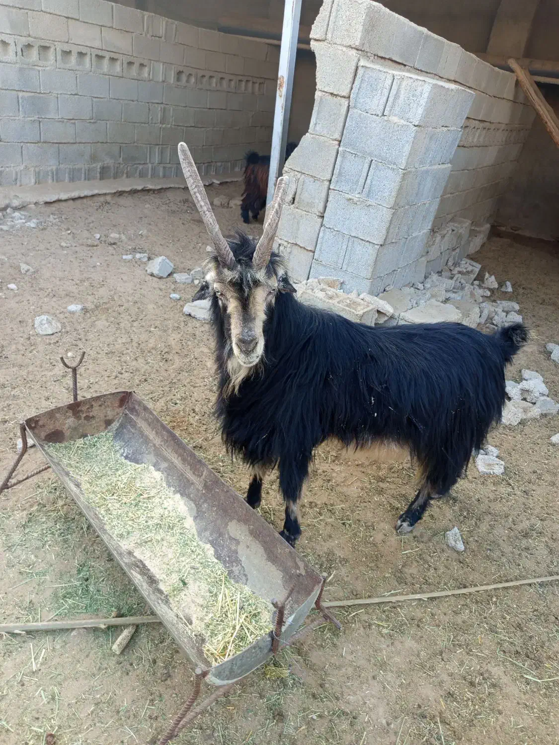 یک پازن فروشی|حیوانات مزرعه|برازجان, |دیوار