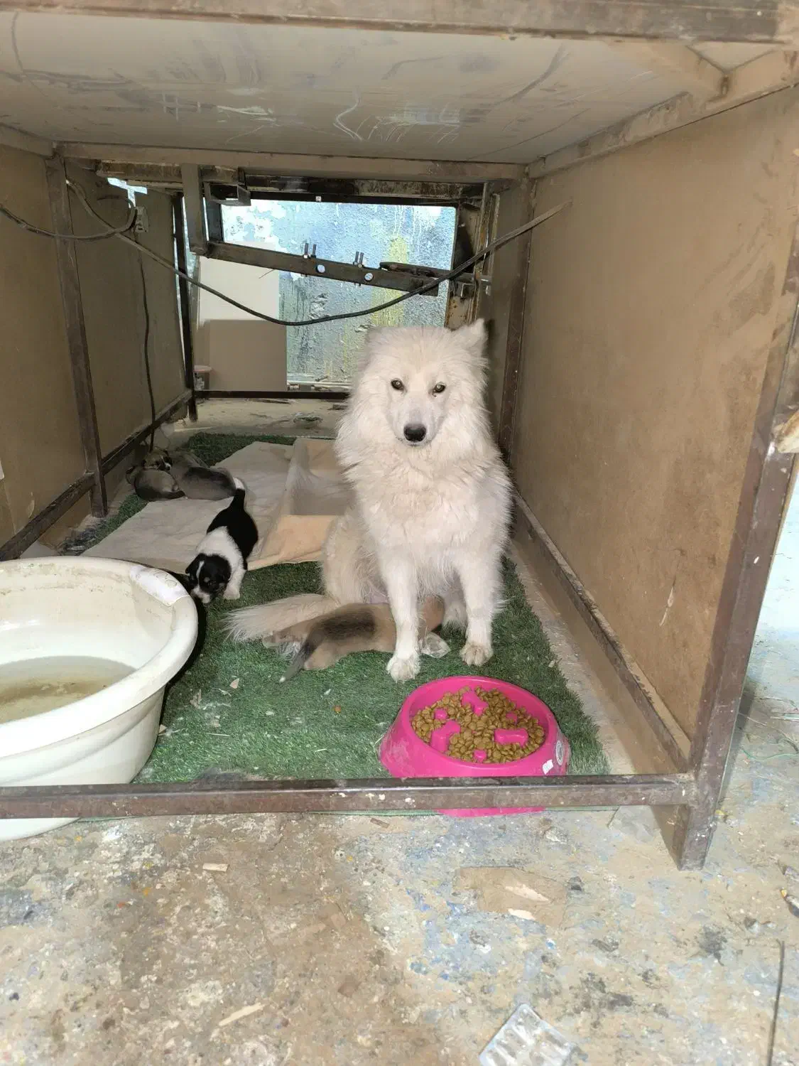 سگ سامویید گمشده|سگ|بهارستان, |دیوار