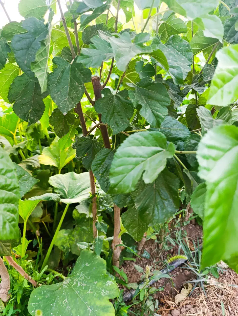 از همین امروزکاشت را شروع کن نهال سالم از شهر نهال|خدمات باغبانی و درختکاری|اسدآباد, |دیوار