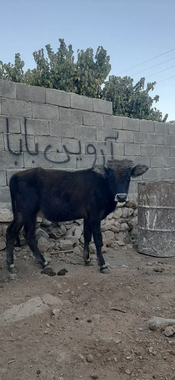 فروش دو عدد گوساله نر و ماده|حیوانات مزرعه|جوانرود, |دیوار