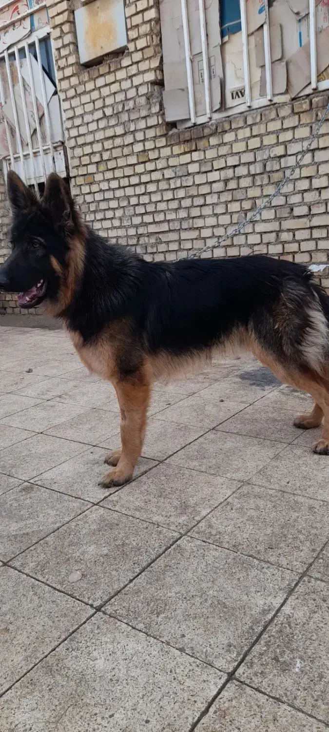 سگ َژرمن شولاین|سگ|اهواز, شهرک الهیه|دیوار