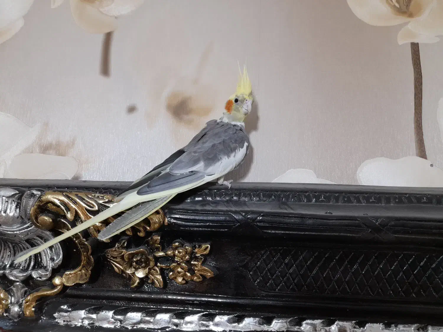 طوطی ملنگو عروس هلندی  کبوتر فنچ قناری طوطی برزیلی|پرنده|محمدشهر, کوی بهار|دیوار