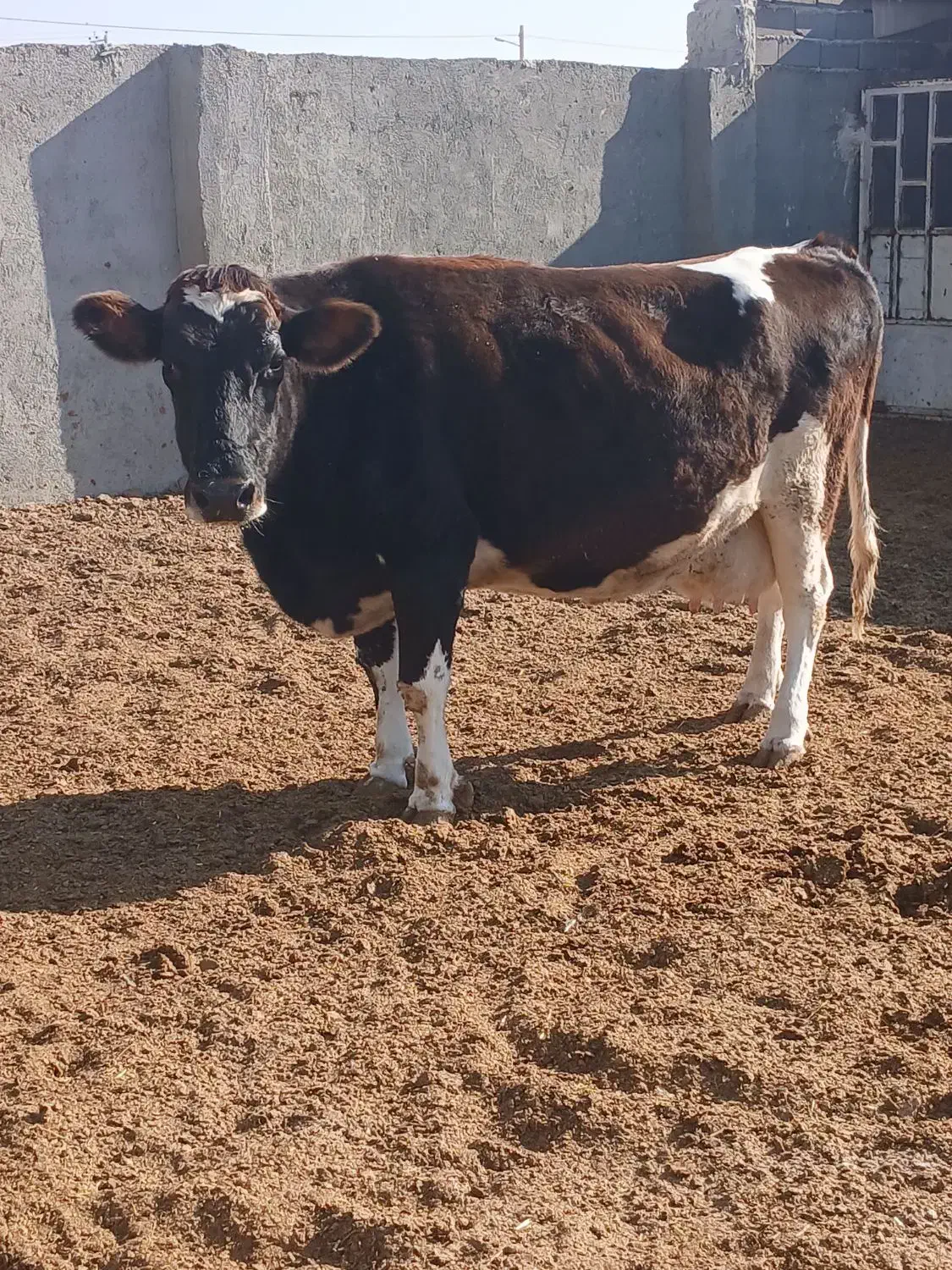 گاو|حیوانات مزرعه|تربت جام, میان جام|دیوار