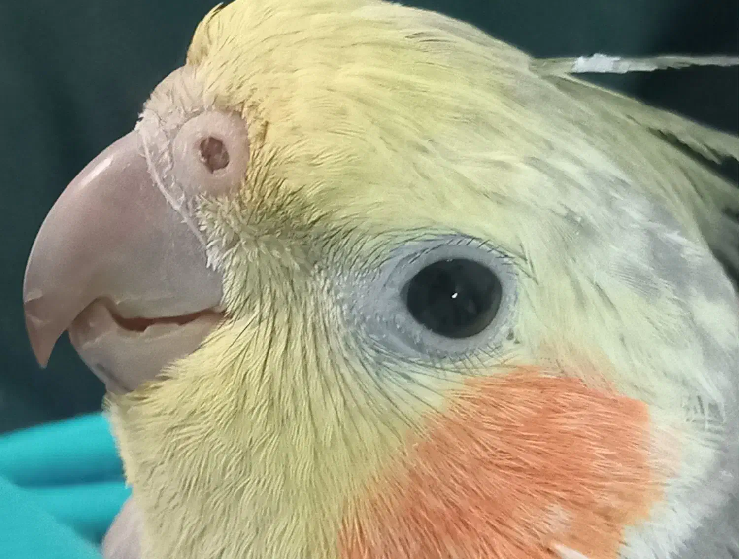 عروس هلندی گمشده|حیوانات|قدس, شهر‌قدس|دیوار