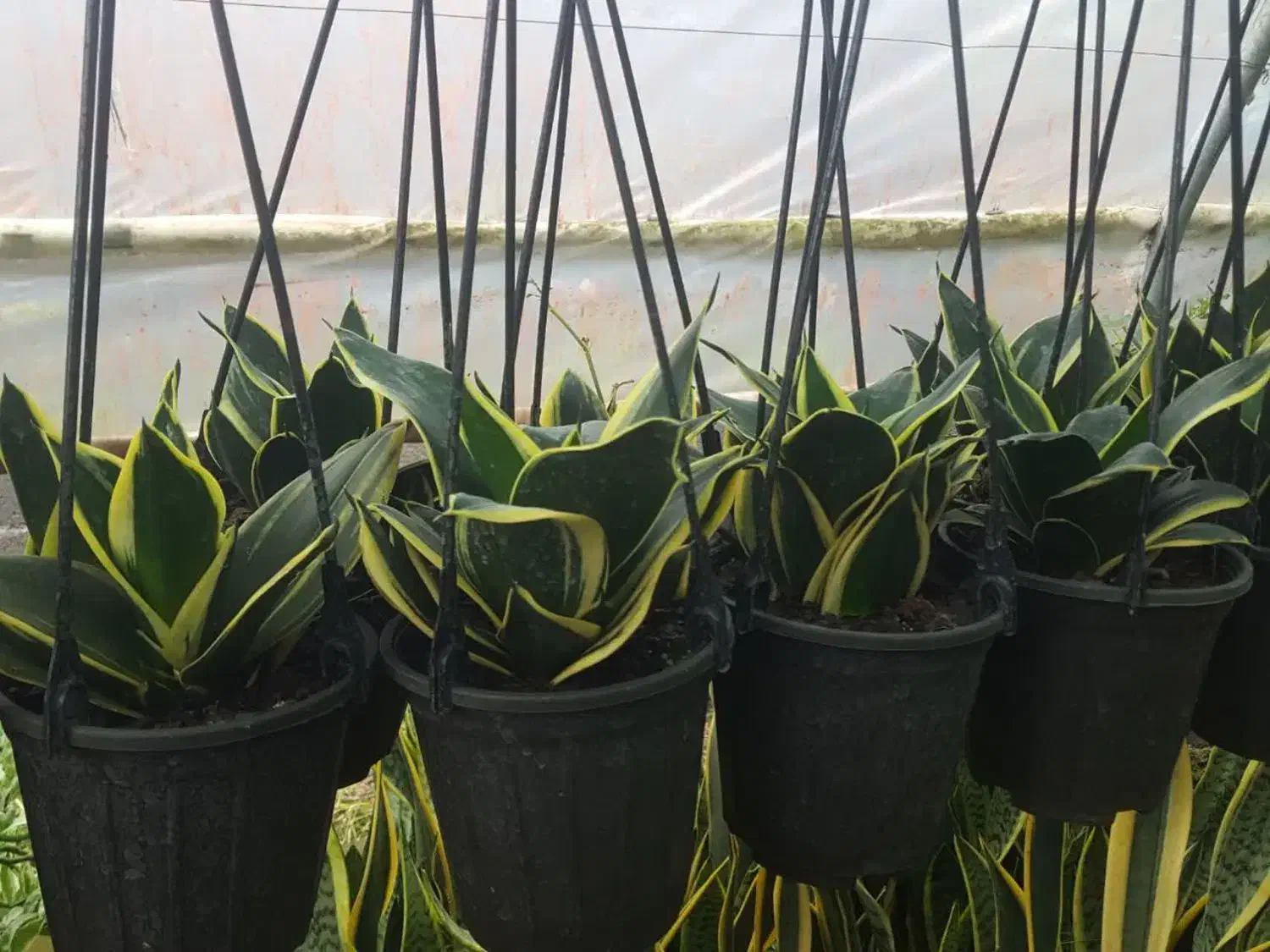 سانسورها بلک گلد|گل و گیاه طبیعی|رشت, جهاد|دیوار