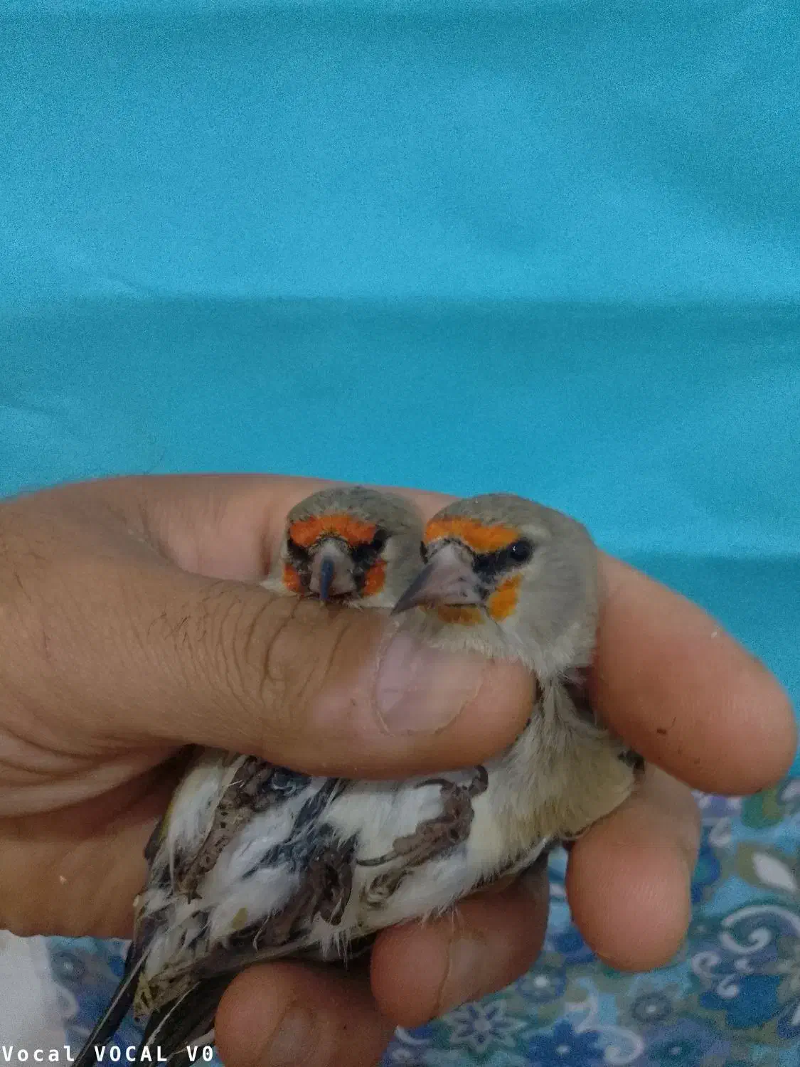 سهره ماده|پرنده|ملک‌آباد, |دیوار