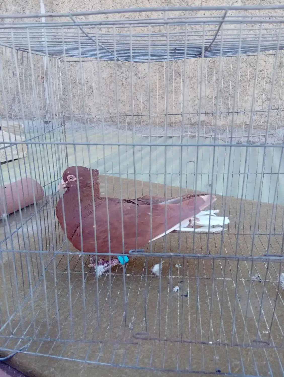 کبوتر سرخ دم سفید|پرنده|الوند, |دیوار