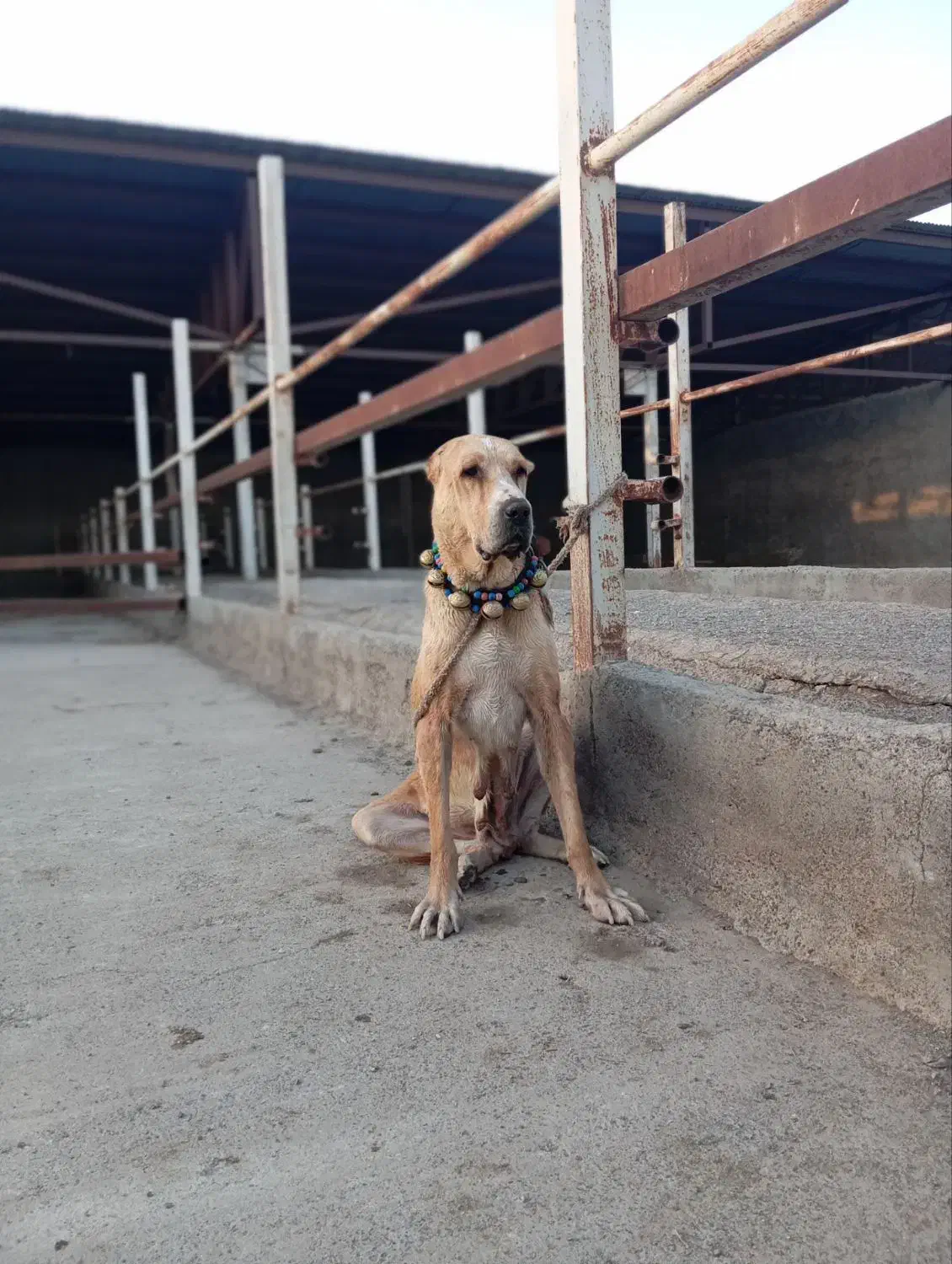 ماده خراسانی اصیل|سگ|رباط‌کریم, رباط‌کریم|دیوار