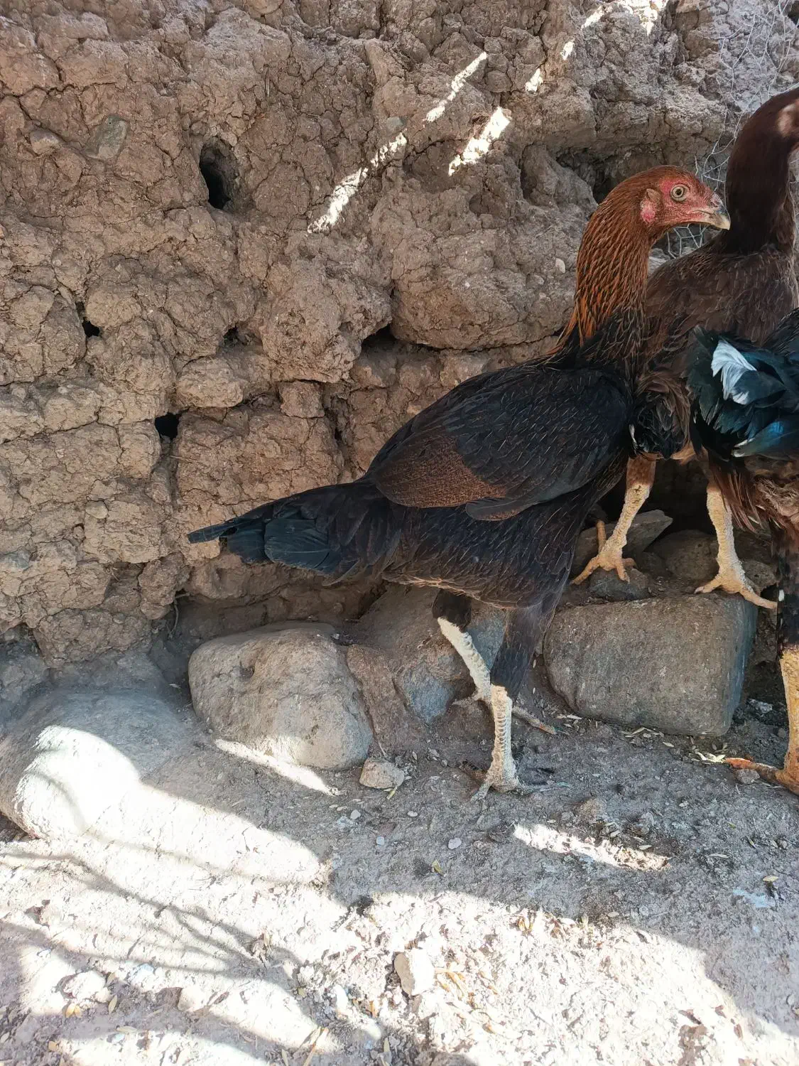 لاری|حیوانات مزرعه|مشگین شهر, |دیوار