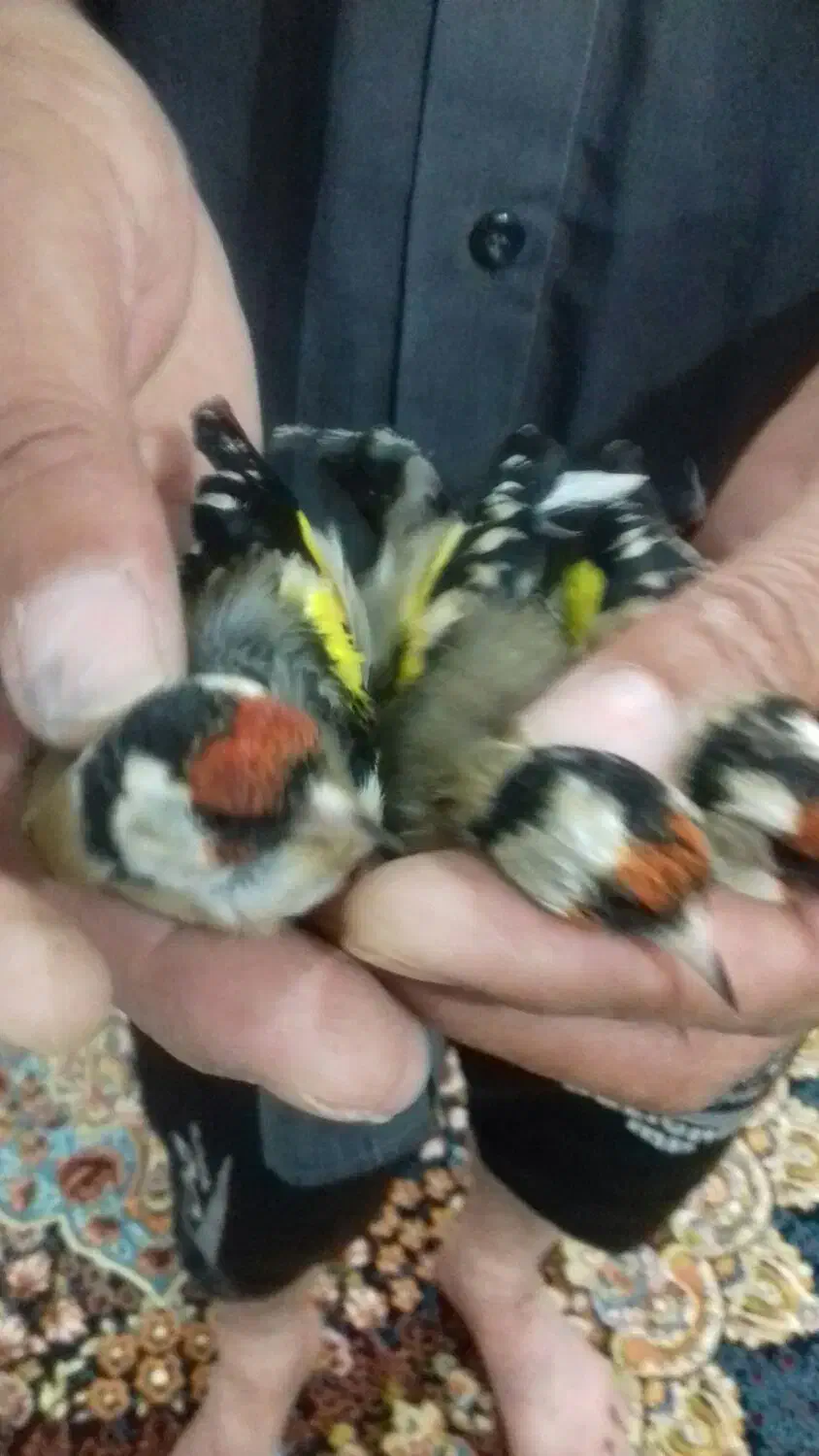 سهره ماده سه ماه در قفسه|پرنده|اردبیل, |دیوار